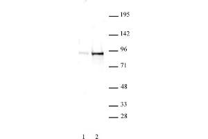 STAT5A/B phospho Tyr694/Tyr699 rabbit pAb tested by Western blot.