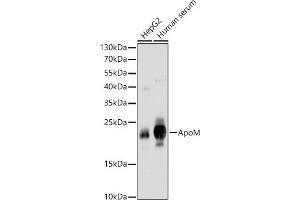 Western blot analysis of extracts of various cell lines, using ApoM antibody (ABIN6127365, ABIN6137030, ABIN6137031 and ABIN6220968) at 1:1000 dilution. (Apolipoprotein M anticorps  (AA 23-188))