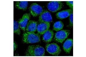 IF analysis of NOV/CCN3 using anti-NOV/CCN3 antibody (ABIN5518938). (NOV anticorps  (C-Term))