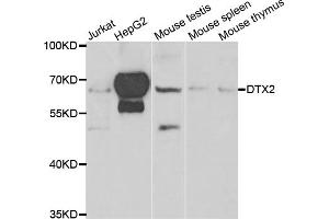 Western blot analysis of extracts of various cell lines, using DTX2 antibody. (DTX2 anticorps)