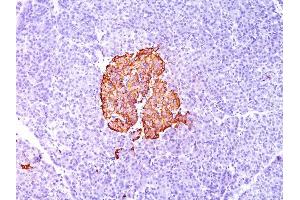 Formalin-fixed, paraffin-embedded human Pancreas stained with Insulin Monoclonal Antibody (SPM139). (Insulin anticorps)