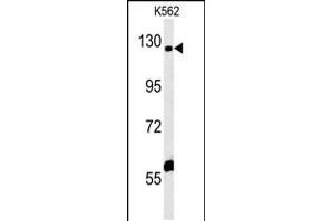 Western blot analysis in K562 cell line lysates (35ug/lane). (IQSEC3 anticorps  (N-Term))