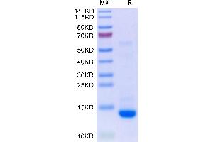 SDS-PAGE (SDS) image for Transforming Growth Factor, beta 2 (TGFB2) (AA 303-414) protein (AVI tag,Biotin) (ABIN7275711)