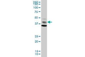 MAPK8 MaxPab polyclonal antibody.