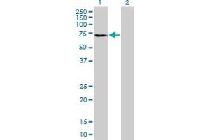 Western Blot analysis of GLTSCR2 expression in transfected 293T cell line by GLTSCR2 MaxPab polyclonal antibody. (GLTSCR2 anticorps  (AA 1-478))
