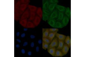 Inhibin beta B Mouse Monoclonal Antibody staining Hela cells by IF/ICC. (INHBB anticorps  (Internal Region))