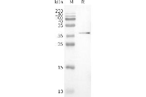 WB analysis of Human PVRIG-Nanodisc with anti-Flag monoclonal antibody at 1/5000 dilution, followed by Goat Anti-Rabbit IgG HRP at 1/5000 dilution