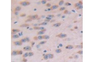 IHC-P analysis of Mouse Tissue, with DAB staining. (C1QBP anticorps  (AA 71-278))