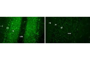 N56/21 immunofluorescence staining of cerebellar cortex from FGF14 wild-type (left) and knockout (right) mice. (FGF14 anticorps  (AA 1-252))