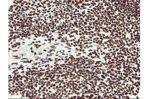 Image no. 9 for anti-Non-POU Domain Containing, Octamer-Binding (NONO) (AA 184-385) antibody (ABIN1491072) (NONO anticorps  (AA 184-385))