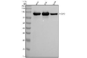 Western blot analysis of Phospho-Glycogen synthase 1 (S641) using anti-Phospho-Glycogen synthase 1 (S641) antibody (ABIN7603351).