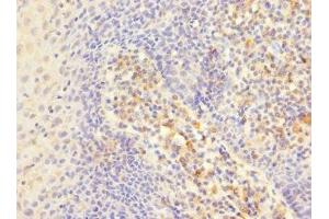 Immunohistochemistry of paraffin-embedded human tonsil tissue using ABIN7156455 at dilution of 1:100