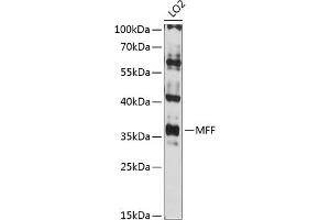 Western blot analysis of extracts of LO2 cells, using MFF antibody (ABIN6132274, ABIN6143787, ABIN6143789 and ABIN6216008) at 1:3000 dilution. (MFF anticorps  (AA 15-170))