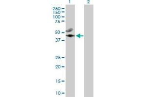 Western Blot analysis of CREB3L4 expression in transfected 293T cell line by CREB3L4 MaxPab polyclonal antibody. (CREB3L4 anticorps  (AA 1-395))