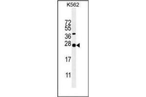Western blot analysis of Galanin Antibody (Center) in K562 cell line lysates (35ug/lane). (Galanin anticorps  (Middle Region))