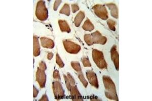 Immunohistochemistry (IHC) image for anti-Glutathione S-Transferase omega 1 (GSTO1) antibody (ABIN3001725)