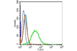 Human Jurkat cells probed with Vimentin Polyclonal Antibody, Unconjugated  at 0.