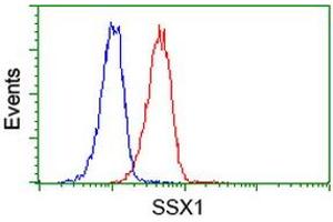 Image no. 5 for anti-Synovial Sarcoma, X Breakpoint 1 (SSX1) antibody (ABIN1501157) (SSX1 anticorps)