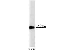 Western Blotting (WB) image for anti-Caveolin 3 (CAV3) (AA 3-24) antibody (ABIN967960) (Caveolin 3 anticorps  (AA 3-24))