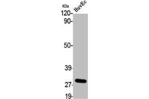 Western Blot analysis of HuvEc cells using 9G8 Polyclonal Antibody (SFRS7 anticorps  (Internal Region))