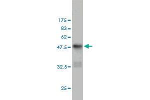 Western Blot detection against Immunogen (48. (CD83 anticorps  (AA 1-205))