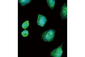 Immunofluorescence (IF) image for anti-Albumin (ALB) antibody (ABIN2906951) (Albumin anticorps)