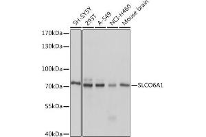 Western blot analysis of extracts of various cell lines, using SLCO6 Rabbit pAb (4963) at 1:1000 dilution. (SLCO6A1 anticorps  (AA 480-580))