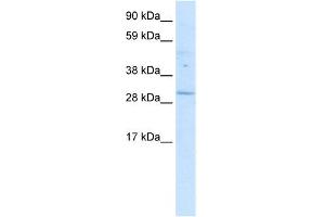 WB Suggested Anti-POU6F1 Antibody Titration: 0. (POU6F1 anticorps  (Middle Region))