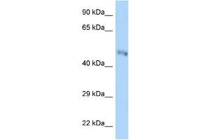 WB Suggested Anti-B3gnt7 Antibody Titration: 1. (B3GNT7 anticorps  (Middle Region))