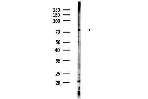 anti-DnaJ (Hsp40) Homolog, Subfamily C, Member 10 (DNAJC10) (C-Term) antibody