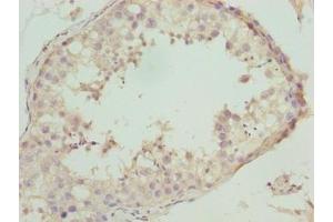 Immunohistochemistry of paraffin-embedded human testis tissue using ABIN7161250 at dilution of 1:100