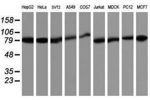 anti-TNF Receptor-Associated Protein 1 (TRAP1) antibody