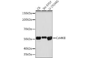 Western blot analysis of extracts of various cell lines, using CaMKII Rabbit mAb (ABIN3015112, ABIN3015113, ABIN1679768 and ABIN1679769) at 1:1000 dilution.