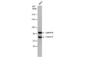WB Image Lamin A + C antibody detects Lamin A + C protein by western blot analysis.