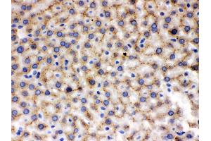Anti- MMP9 Picoband antibody, IHC(P) IHC(P): Rat Liver Tissue