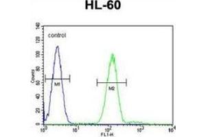 Flow cytometric analysis of HL-60 cells (right histogram) compared to a negative control cell (left histogram) using Myeloperoxidase Antibody (C-term), followed by FITC-conjugated goat-anti-rabbit secondary antibodies. (Myeloperoxidase anticorps  (N-Term))