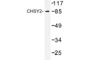 Image no. 1 for anti-Chondroitin Sulfate Synthase 3 (CHSY3) antibody (ABIN317828)