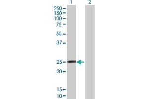 Western Blot analysis of FAM3D expression in transfected 293T cell line by FAM3D MaxPab polyclonal antibody. (FAM3D anticorps  (AA 1-224))