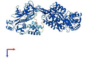 AlphaFold protein structure predicition of Mouse Recombinant Aldh1l1 Protein, UniprotID Q8R0Y6