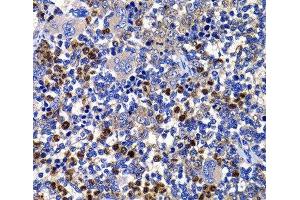 Immunohistochemistry of paraffin-embedded Rat spleen using STAMBP Polyclonal Antibody at dilution of 1:100 (40x lens). (STAMBP anticorps)