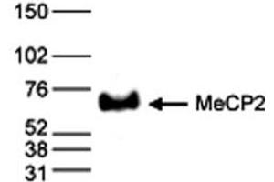Western Blot results of Rabbit anti-MeCP2 antibody Western Blot results of Rabbit anti-MeCP2 antibody. (MECP2 anticorps  (C-Term))