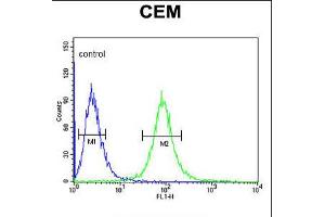 Flow cytometric analysis of CEM cells (right histogram) compared to a negative control cell (left histogram). (CD46 anticorps  (C-Term))