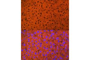 Immunofluorescence analysis of mouse liver using L1 Rabbit mAb (ABIN7265535) at dilution of 1:100 (40x lens). (ALDH1L1 anticorps)