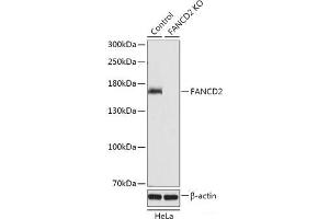 Western blot analysis of extracts from normal (control) and FANCD2 knockout (KO) HeLa cells using FANCD2 Polyclonal Antibody at dilution of 1:1000. (FANCD2 anticorps)