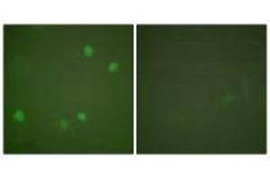 Immunofluorescence analysis of COS7 cells, using HDAC3 antibody. (HDAC3 anticorps  (C-Term))