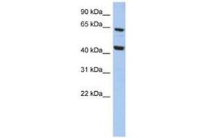 Image no. 1 for anti-Mitochondrial Calcium Uptake Family, Member 3 (MICU3) (AA 35-84) antibody (ABIN6743889) (EFHA2 anticorps  (AA 35-84))