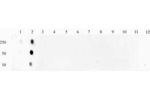 STAT1 phospho Ser727 pAb tested by Dot blot. (STAT1 anticorps  (pSer727))