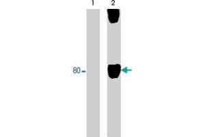 Western blot of human SYF cSrc-transformed cells untreated (lane 1) or treated (lane 2) with pervanadate (1 mM; 30 min). (WASF1 anticorps  (pTyr125))