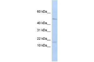WB Suggested Anti-VPREB1 Antibody Titration:  0. (VPREB1 anticorps  (Middle Region))