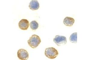 Immunocytochemistry of beta-actin in HeLa cells with AP30136PU-N beta-actin antibody at 10μg/ml.